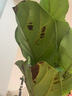 植男植女琴葉榕大葉盆栽綠植室內客廳落地大型棒棒糖喬遷新居好養源頭直發(fā) 曬單實(shí)拍圖