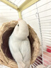 【京東物流】寵物草編鳥窩鳥巢 牢固簡約葫蘆窩爬寵小寵 四季通用 鳥窩【2個】 曬單實拍圖