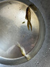 百綸木千草金魚觀賞魚冷水魚不加溫新手好養(yǎng)純種鳳尾大紅草魚苗 3-5cm草金魚20條 送魚糧 曬單實(shí)拍圖