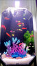 hailiy海麗雅新款創(chuàng  )意網(wǎng)紅魚(yú)缸生態(tài)落地客廳魚(yú)缸小型金魚(yú)缸半圓形水族箱 半圓形魚(yú)缸（升級珊瑚裝飾） 曬單實(shí)拍圖