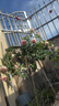 暮青暮青藤本月季薔薇花苗爬藤特大花四季開(kāi)花庭院花卉植物濃香 粉色龍沙寶石 110CM——150CM高 曬單實(shí)拍圖