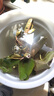 秋芊卉多色水培觀(guān)賞睡蓮根塊水養植物花卉魚(yú)缸水缸河塘荷花蓮藕基地直銷(xiāo) 帶花苞帶葉（兩紅一白一黃）共四顆 曬單實(shí)拍圖