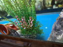 瘋狂水草迷你鸚鵡魚(yú)活體公母一對繁殖小魚(yú)苗觀(guān)賞魚(yú)活體小型熱帶魚(yú)好養耐活 混養套餐4條裝買(mǎi)3送1備損 曬單實(shí)拍圖