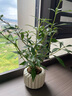 八芽小葉梔子花盆栽開花植物室內(nèi)桌面茶幾好養(yǎng)花卉綠植辦公室凈化空氣 小葉梔子花-陶瓷豎紋盆 帶盆栽好 曬單實(shí)拍圖