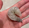 新虹寶黑虎蝦仁200g（18-22粒） 曬單實(shí)拍圖
