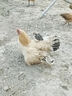 新款碎菜機喂雞鴨鵝家禽類多功能飼料機家用全套不銹鋼打草粉碎機 400型鐵款+3千瓦銅線電機 曬單實拍圖