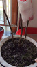 鑫意牡丹花苗正宗洛陽(yáng)牡丹花樹(shù)苗盆栽大苗牡丹苗花種四季重瓣花卉花籽 墨韻絕倫 牡丹苗3-6分叉+肥料 四季開(kāi)花 曬單實(shí)拍圖