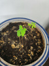 顏集卉紫葉酢漿草多年生幸運三葉種球種子根盆栽庭院花卉觀花植物室內(nèi)花 紫葉酢漿草種球20個+生根粉+顆9 曬單實拍圖