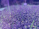 大匠神彩（MAGIC WORLD）魚缸裝飾水草泥免水洗魚缸草缸土草缸造景底砂套餐基肥陶粒不渾 水草泥5斤裝 曬單實拍圖