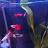 瘋狂水草神仙魚(yú)燕魚(yú)苗觀(guān)賞魚(yú)七彩神仙熱帶秘魯活魚(yú)小型淡水好養寵物燕子魚(yú) 【大型發(fā)色級】藍魔金鼎 買(mǎi)2送1 曬單實(shí)拍圖