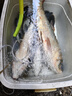 回鍋魚(yú)餌料滑口魚(yú)專(zhuān)用鯉魚(yú)黑坑正品顆?；劐侓~(yú)終結者 回鍋魚(yú)3包(3*500g) 曬單實(shí)拍圖