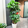 Only you【兩小時達】發(fā)財樹大型綠植花卉室內(nèi)客廳辦公室開業(yè)開業(yè)喬遷送禮 單桿發(fā)財樹 曬單實拍圖