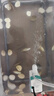 不用打氧中國斗魚活體觀賞魚斗魚活體菩薩魚原生旁皮婆熱帶魚耐養(yǎng) 普叉魚苗4-5厘米6條送飼料 曬單實拍圖