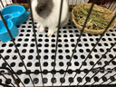 oein兔子腳墊/兔子漏糞板/兔籠底板/寵物籠腳墊/墊腳板/塑料墊板腳墊/ 白色圓孔可彎曲40*60 曬單實拍圖