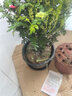 驅蚊蟲(chóng)清香木盆栽正宗胡椒木花卉綠植四季好養凈化空氣吸甲醛植物 6年大苗1盆【加倫盆】+肥料 曬單實(shí)拍圖