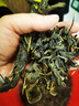 農(nóng)家干芝麻葉干菜特產(chǎn)嫩芝麻葉新貨土特產(chǎn)脫水蔬菜自曬芝麻葉子 芝麻葉500g 曬單實(shí)拍圖