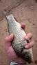 迎科40付短子線雙鉤綁好進(jìn)口金袖精海夕伊豆極細(xì)小魚鉤野釣鯽魚全套裝 40副/盒 伊豆25cm1#0.4+2#0.6 曬單實拍圖
