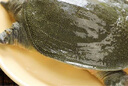 【地標(biāo)認(rèn)證】鮮活玉田大甲魚1只 750g起 曬單實(shí)拍圖