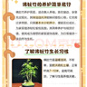 佛肚竹盆栽室內(nèi)好養(yǎng)活四季常青羅漢葫蘆竹陽(yáng)臺(tái)客廳老樁綠植物盆景 老樁佛肚竹原盆土+白色豎紋瓷盆 曬單實(shí)拍圖