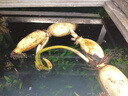 傾顏碗蓮藕苗大型觀賞荷花藕苗池塘水培盆栽池塘植物荷花苗蓮花種藕根 混色隨機(jī)裝5棵(藕苗帶芽) 曬單實(shí)拍圖