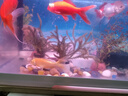 錦鯉魚金魚活魚黃金鯉黑錦鯉紅色魚白錦鯉小型耐活好養(yǎng)冷水蝴蝶鯉 6-10公分一條需要備注顏色 曬單實拍圖