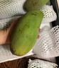 壹萌果蔬金煌芒芒果 當(dāng)季現(xiàn)摘廣西大芒果新鮮水果青皮芒果整箱送禮 9斤老樹果【單果300g+】 凈8斤 曬單實(shí)拍圖
