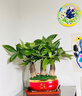 幼薇發(fā)財樹盆栽樹樁招財室內(nèi)大型綠植開業(yè)送禮前臺大號金錢樹四季常青 三棵發(fā)財樹+金紅陶瓷盆 帶盆栽好 曬單實拍圖