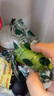 慧供云南正宗香水檸檬無籽奶茶店專用青檸檬新鮮水果現(xiàn)摘子彈頭小青檸 凈重2斤裝【單果50-90g】 曬單實拍圖