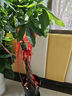 嘆為觀止大型植物發(fā)財(cái)樹(shù)各種大顆盆栽開(kāi)業(yè)喬遷客廳辦公室內(nèi)好養(yǎng)大型花卉 辮子發(fā)財(cái)樹(shù)【1.2-1.4米】 含盆 曬單實(shí)拍圖