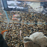 錦鯉蘭壽金魚品【順豐包郵】活體觀賞魚好養(yǎng)耐活小型淡水魚 可選 紅虎 5條 曬單實拍圖