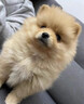 麥盯優(yōu)寵純種博美幼犬俊介茶杯犬活體寵物狗袖珍博美小型犬博美白色長(cháng)不大 血統級 曬單實(shí)拍圖