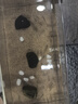 桐汝壁活體飼料魚(yú)麥穗魚(yú)小魚(yú)苗喂龍魚(yú)羅漢鱷龜開(kāi)口飼料魚(yú)淡水魚(yú)活魚(yú)包活 飼料魚(yú)1-2厘米50條送10%防損 曬單實(shí)拍圖