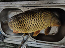 老鬼（OLDGHOST）魚餌大師紅蟲小肽拉一包搞定野釣鯽鯉草鳊魚湖庫釣魚餌料 曬單實拍圖