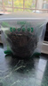 七彩云南茶葉 云南元江茉莉花茶 普洱茶生茶普茶花韻散茶200g 曬單實拍圖