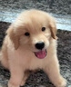 朵蔓純種金毛犬幼犬雙血統大骨架金毛家養大型家庭犬金毛聰明寵物狗狗 血統級 金毛 公 曬單實(shí)拍圖