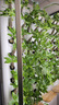農(nóng)副倉(cāng)室內(nèi)種植機(jī) 種植墻 智能種菜 家庭種菜 養(yǎng)花 無土栽培 有機(jī)種植 旗艦款 曬單實(shí)拍圖