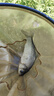 光威（GW）魚(yú)竿無(wú)法一本鯽本調碳素超輕超硬臺釣竿鯽魚(yú)竿釣魚(yú)竿手竿漁具套裝 3.9m 無(wú)法一本鯽（本調）+禮包+稍 曬單實(shí)拍圖