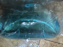 耐活小魚(yú)淡水魚(yú)觀(guān)賞魚(yú)白蝴蝶鯉觀(guān)賞魚(yú)金魚(yú)錦鯉 好養魚(yú)普身蝴蝶鯉 3-5公分特別小白蝴蝶3條 曬單實(shí)拍圖