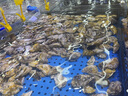 殼牌（Shell）勁霸柴油機(jī)油LD6 5W-30 C3 1L 全合成柴油機(jī)潤滑油輕卡皮卡越野車 曬單實拍圖