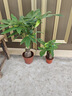 京東綠植發(fā)財樹(shù)盆栽水培桌面綠植物擺件招財三桿辦公室內帶盆花卉源頭直發(fā) 曬單實(shí)拍圖