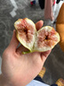 田良季超大紅皮無(wú)花果鮮果【順豐多地次日達】云南四川格萊斯水果送禮品 4斤裝【超劃算】?jì)?斤 7S級丨單果40g+丨甜 曬單實(shí)拍圖