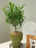 雅花匠清香胡椒木盆栽家里室內客廳辦公室綠植好養活四季花卉驅蚊草植物 清香胡椒木【抹茶燭盞盆】 帶盆栽好 曬單實(shí)拍圖