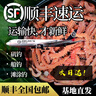 許棋杏活沙蠶 紅青蟲(chóng)鱸魚(yú)餌 海螞蝗海蜈蚣海釣魚(yú)餌料海沙蠶活餌順豐 紅沙蠶泡沫箱半斤裝(250克) 曬單實(shí)拍圖