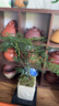 貝意品文竹專用營(yíng)養(yǎng)液葉子發(fā)黃植物花卉綠植水培盆栽云竹觀音竹子肥料 曬單實(shí)拍圖