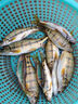 石斑魚(yú)餌料溪石斑專(zhuān)用窩料馬口白條溪哥寬鰭鬣溪流釣面筋魚(yú)餌顆粒 拍一發(fā)五【發(fā)誓下鉤就上魚(yú)】 曬單實(shí)拍圖