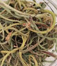 花小泡孢子多正宗長(cháng)白山化石草腎精茶東北特級黃金草嗷嗷叫泡水野腎精草 腎精茶【30克】 曬單實(shí)拍圖