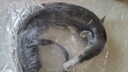 寧波舟山特產(chǎn)整條微咸風(fēng)鰻筒鰻魚(yú)干咸魚(yú)當(dāng)季漁民新曬魚(yú)鲞海鮮干貨 本地風(fēng)鰻（整條4斤上）1條 曬單實(shí)拍圖