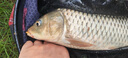 掠鯊反底釣浮珠釣魚浮水珠珠浮球濃香型玉米粒假軟餌青魚珠珠魚餌餌料 濃香玉米軟餌【50顆】 8mm 曬單實(shí)拍圖