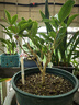 匠心綻放 SUSTEE土壤水分計(jì)植物濕度計(jì)缺水提醒養(yǎng)花種菜澆水白色M號17134 曬單實(shí)拍圖