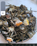 【活蟹】鮮活六月黃小螃蟹凈重足重淡水大閘蟹小河蟹生鮮水產(chǎn)現(xiàn)貨 五元蟹[0.9-1.2兩]26只+多送2只 曬單實(shí)拍圖